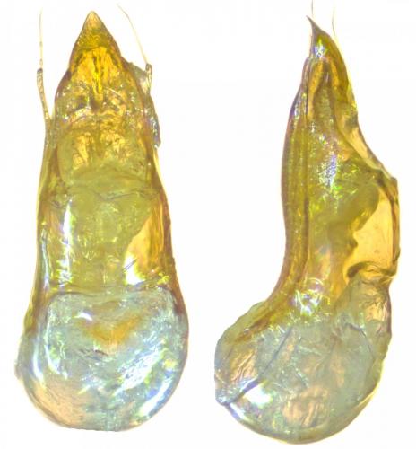 Réf. 273 177 : Cephennium fairmairei